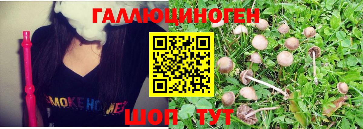 Баксан  Псилоцибиновые грибы MAGIC MUSHROOMS  Вход с VPN 